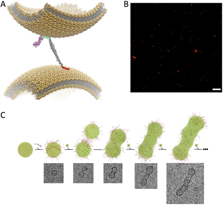 Fig. 3