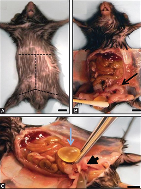 FIGURE 1