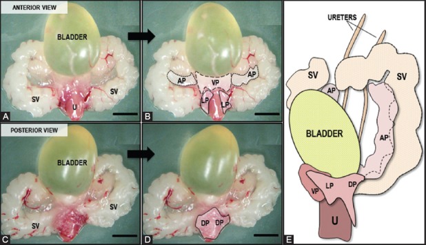 The mouse prostate: a basic anatomical and histological guideline - PMC