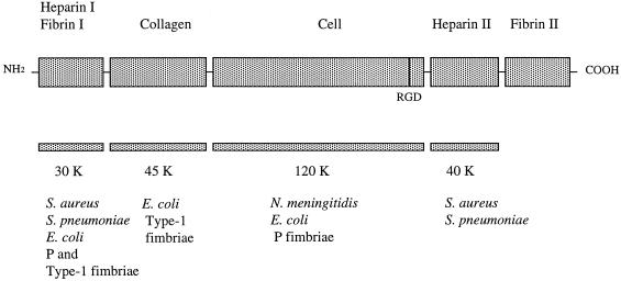 FIG. 1