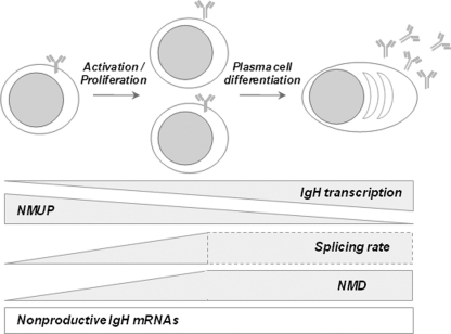 Fig 8