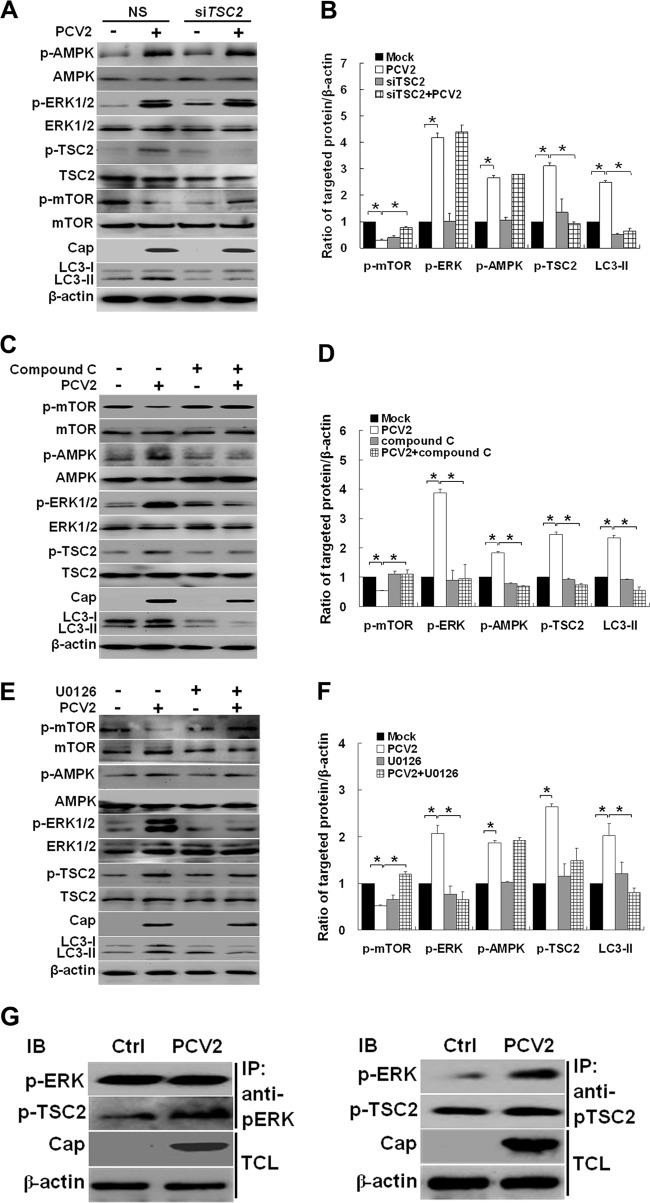 Fig 5