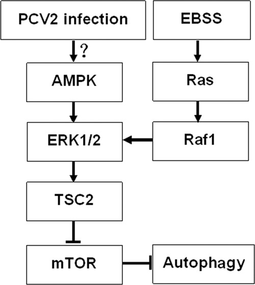 Fig 7