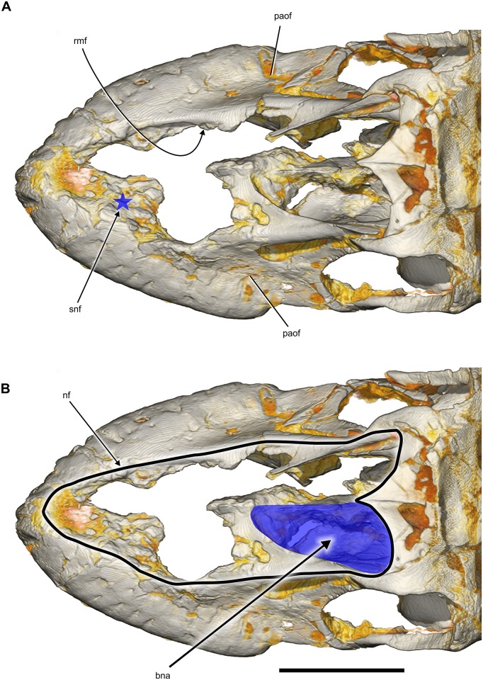 Fig 7