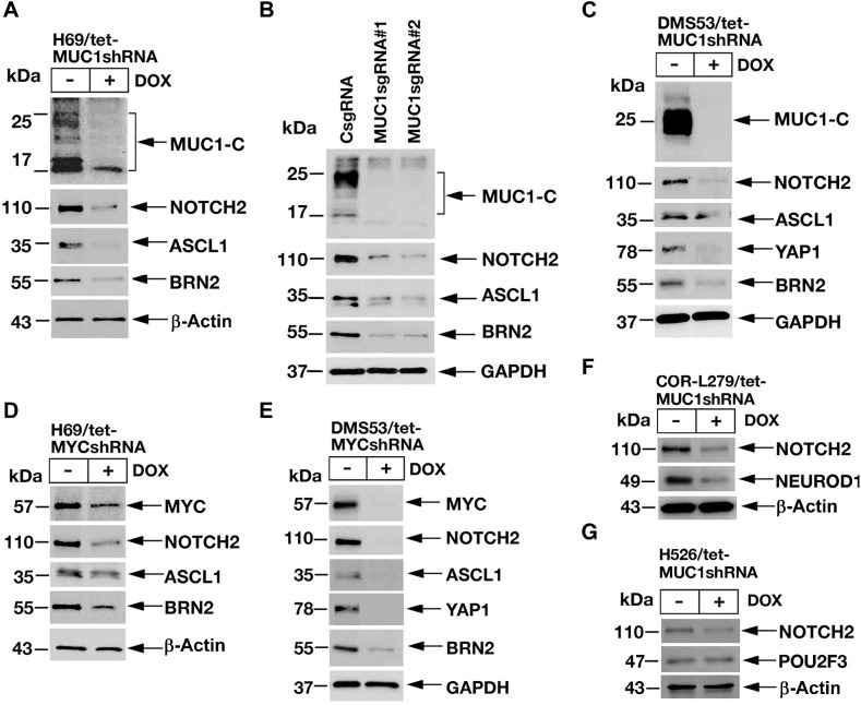 Figure 4. Targeting MUC1-C suppresses ASCL1, NEUROD1, and YAP1 expression. A, Lysates from H69/tet-MUC1shRNA cells treated with vehicle or DOX for 7 days were immunoblotted with antibodies against the indicated proteins. B, Lysates from H69/CsgRNA, H69/MUC1sgRNA#1, and H69/MUC1sgRNA#2 cells were immunoblotted with antibodies against the indicated proteins. C, Lysates from DMS53/tet-MUC1shRNA cells treated with vehicle or DOX for 7 days were immunoblotted with antibodies against the indicated proteins. D and E. Lysates from H69/tet-MYCshRNA (D) and DMS53/tet-MYCshRNA (E) cells treated with vehicle or DOX for 7 days were immunoblotted with antibodies against the indicated proteins. F and G. Lysates from COR-L279/tet-MUC1shRNA (F) and H526/tet-MUC1shRNA (G) cells treated with vehicle or DOX for 7 days were immunoblotted with antibodies against the indicated proteins.