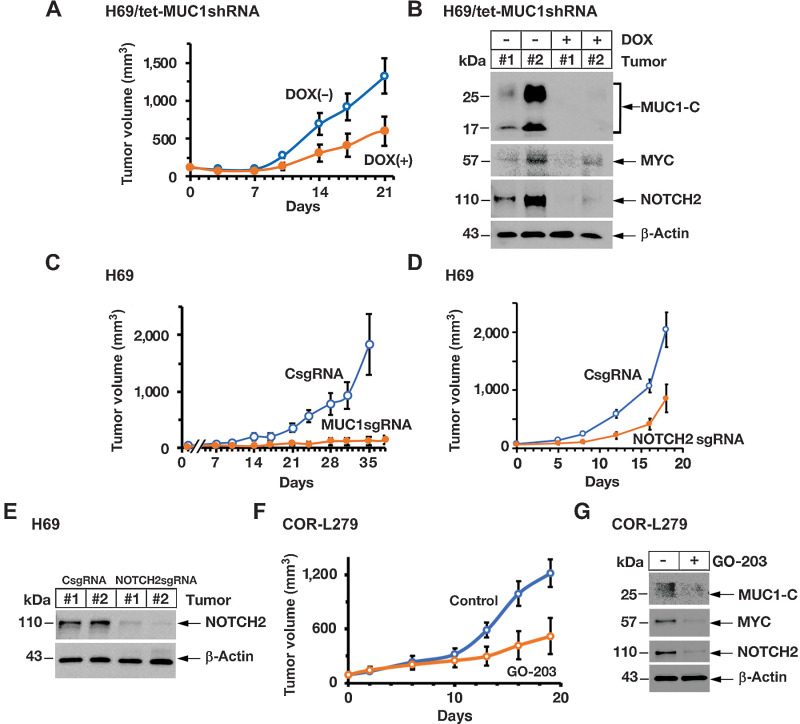 Figure 6. Targeting MUC1-C suppresses SCLC tumorigenicity. A, Six-week old nude mice were injected subcutaneously in the flank with 1 × 106 H69/tet-MUC1shRNA cells. Mice were pair-matched into two groups when tumors reached 100 to 150 mm3 and were fed without and with DOX. Tumor volumes are expressed as the mean ± SD for 6 mice. B, Lysates from two untreated and two DOX-treated H69/tet-MUC1shRNA tumors obtained on day 21 were immunoblotted with antibodies against the indicated proteins. C, Six-week-old nude mice were injected subcutaneously in the flank with 1 × 106 H69/CsgRNA and H69/MUC1sgRNA cells. Tumor volumes are expressed as the mean ± SD for 6 mice. D, Six-week-old nude mice were injected subcutaneously in the flank with 1 × 106 H69/CsgRNA and H69/NOTCH2sgRNA cells. Tumor volumes are expressed as the mean ± SD for 6 mice. E, Lysates from two H69/CsgRNA and two H69/NOTCH2sgRNA tumors obtained on day 18 were immunoblotted with antibodies against the indicated proteins. F and G. Six-week-old nude mice were injected subcutaneously in the flank with 3 × 106 COR-L279 cells. Mice pair-matched into two groups when tumors reached 100 to 150 mm3 were treated intraperitoneally each day with PBS or GO-203 for 19 days. Tumor volumes are expressed as the mean ± SEM for 6 mice (F). Lysates from tumors harvested on day 19 were immunoblotted with antibodies against the indicated proteins (G).