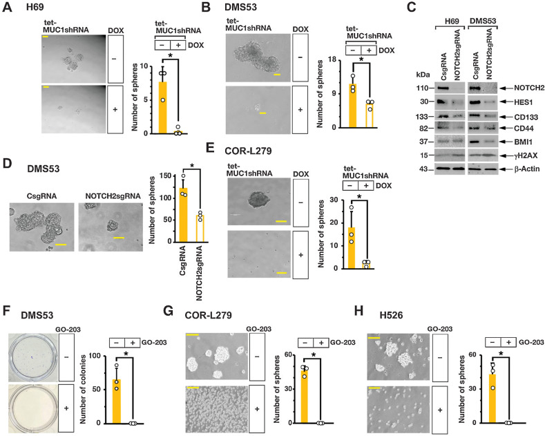 Figure 5. MUC1-C is necessary for SCLC self-renewal. A and B. Representative images of tumorspheres derived from H69/tet-MUC1shRNA (A) and DMS53/tet-MUC1shRNA (B) cells treated with control vehicle or DOX for 7 days (left). Bar represents 50 μm. The number of tumorspheres is expressed as the mean ± SD of three determinations (right). C, Lysates from H69 (left) and DMS53 (right) cells expressing a CsgRNA or NOTCH2sgRNA were immunoblotted with antibodies against the indicated proteins. D, Representative images of tumorspheres derived from DMS53/CshRNA and DMS53/NOTCH2shRNA cells (left). Bar represents 50 μm. The number of tumorspheres is expressed as the mean ± SD of three determinations (right). E, Representative images of tumorspheres derived from COR-L279/tet-MUC1shRNA cells treated with control vehicle or DOX for 7 days (left). Bar represents 50 μm. The number of tumorspheres is expressed as the mean ± SD of three determinations (right). F, DMS53 cells treated with control vehicle or 5 μmol/L GO-203 for 3 days were seeded in dishes for 12 days. Representative images are shown for colonies stained with crystal violet (left). The number of colonies is expressed as the mean ± SD of three determinations (right). G and H. Representative images of tumorspheres derived from COR-L279 (G) and H526 (H) cells treated with control vehicle or 5 μmol/L GO-203 for 7 days (left). Bar represents 50 μm. The number of tumorspheres is expressed as the mean ± SD of three determinations (right).