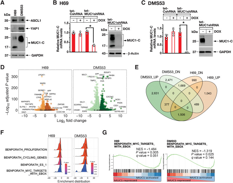 Figure 1. MUC1-C regulates common transcriptomes in SCLC-A cells. A, Lysates from H69 and DMS53 cells were immunoblotted with antibodies against the indicated proteins. B and C. H69 (B) and DMS53 (C) cells expressing a tet-CshRNA or a tet-MUC1shRNA were treated with vehicle or 500 ng/mL DOX for 7 days. The cells were analyzed for MUC1-C mRNA levels by qRT-PCR using primers listed in Supplementary Table S1. The results (mean ± SD of four determinations) are expressed as relative mRNA levels compared with that obtained for vehicle-treated cells (assigned a value of 1; left). Lysates were immunoblotted with antibodies against the indicated proteins (right). D, RNA-seq was performed in triplicate on H69/tet-MUC1shRNA and DMS53/tet-MUC1shRNA cells treated with vehicle or DOX for 7 days. The datasets were analyzed for effects of MUC1-C silencing on repressed and activated genes as depicted by the Volcano plots. E, Overlap of down- and upregulated genes in H69 and DMS53 cells with MUC1-C silencing. F, RNA-seq datasets from H69 (left) and DMS53 (right) cells were analyzed with GSEA for enrichment distribution using the indicated BENPORATH collection gene signatures. G, RNA-seq datasets from H69 (left) and DMS53 (right) cells were analyzed with GSEA using the BENPORATH MYC TARGETS WITH EBOX gene signatures.