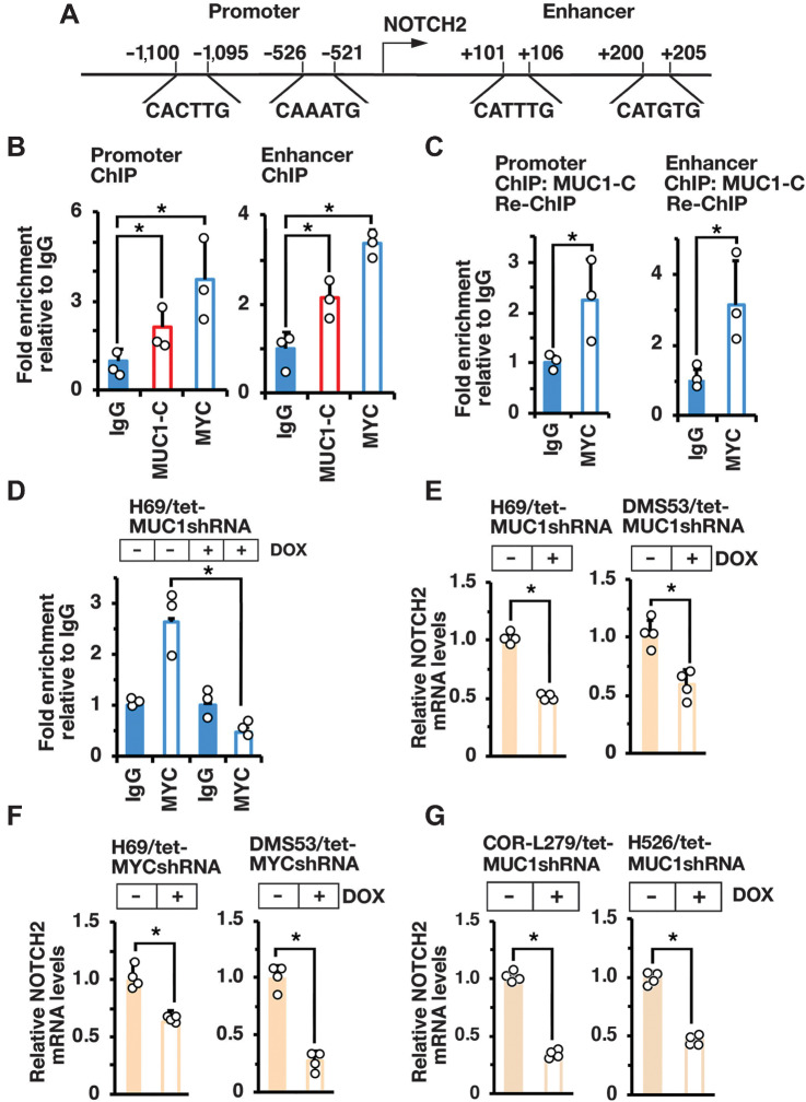 Figure 3. MUC1-C activates NOTCH2 expression by a MYC-mediated mechanism. A, Schema of the NOTCH2 promoter and enhancer regions with locations of potential E-boxes. B and C. Soluble chromatin from H69 cells was precipitated with anti-MUC1-C, anti-MYC, or a control IgG (B). Soluble chromatin was precipitated with anti-MUC1-C (ChIP) and then reprecipitated with anti-MYC or a control IgG (re-ChIP; C). The DNA samples were amplified by qPCR with primers for the NOTCH2 promoter and enhancer regions. D, Soluble chromatin from H69/tet-MUC1shRNA cells treated with vehicle or DOX for 7 days was precipitated with anti-MYC or a control IgG. The DNA samples were amplified by qPCR with primers for the NOTCH2 promoter region. The results (mean ± SD of three determinations) are expressed as the relative fold enrichment compared with that obtained with the IgG control (assigned a value of 1). E, H69/tet-MUC1shRNA (left) and DMS53/tet-MUC1shRNA (right) cells treated with vehicle or DOX for 7 days were analyzed for NOTCH2 mRNA levels by qRT-PCR. F, H69/tet-MYCshRNA (left) and DMS53/tet-MYCshRNA (right) cells treated with vehicle or DOX for 7 days were analyzed for NOTCH2 mRNA levels by qRT-PCR. G, COR-L279/tet-MUC1shRNA (left) and H526/tet-MUC1shRNA (right) cells treated with vehicle or DOX for 7 days were analyzed for NOTCH2 mRNA levels by qRT-PCR. The results (mean ± SD of four determinations) are expressed as relative mRNA levels compared with that obtained for vehicle-treated cells (assigned a value of 1).