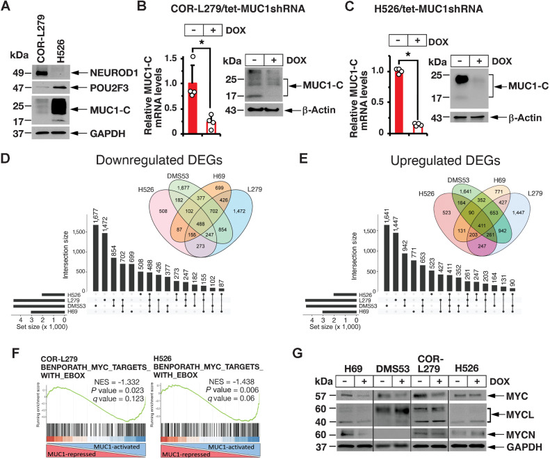 Figure 2. MUC1-C regulates common and distinct transcriptomes in NE and non-NE SCLC subtypes. A, Lysates from COR-L279 and H526 cells were immunoblotted with antibodies against the indicated proteins. B and C. COR-L279 (B) and H526 (C) cells expressing a tet-CshRNA or a tet-MUC1shRNA were treated with vehicle or 500 ng/mL DOX for 7 days. The cells were analyzed for MUC1-C mRNA levels by qRT-PCR. The results (mean ± SD of four determinations) are expressed as relative mRNA levels compared with that obtained for vehicle-treated cells (assigned a value of 1; left). Lysates were immunoblotted with antibodies against the indicated proteins (right). D and E. RNA-seq analysis was performed in triplicate on COR-L279/tet-MUC1shRNA and H526/tet-MUC1shRNA cells treated with vehicle or DOX for 7 days. Common DEGs downregulated (D) and upregulated (E) by MUC1-C silencing in the indicated SCLC cells. The lollipop plots show common numbers of DEGs in the four different SCLC cells. F, RNA-seq datasets from the indicated cells were analyzed with GSEA using the BENPORATH MYC TARGETS WITH EBOX. G, The designated SCLC cells expressing a tet-MUC1shRNA were treated with vehicle of DOX for 7 days. Lysates were immunoblotted with antibodies against the indicated proteins.