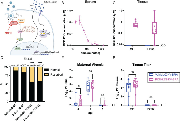 Box plots and bar charts present RIG012 effects in ZIKV-BRA infection. RIG012 treatment does not affect fetal resorption, maternal viremia, nor tissue titer. Schematic outlines the RIG-I pathway inhibited by RIG012.