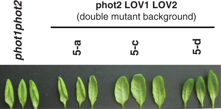 Fig. 4