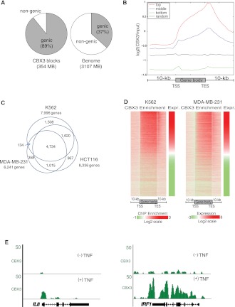 CBX3 regulates efficient RNA processing genome-wide.