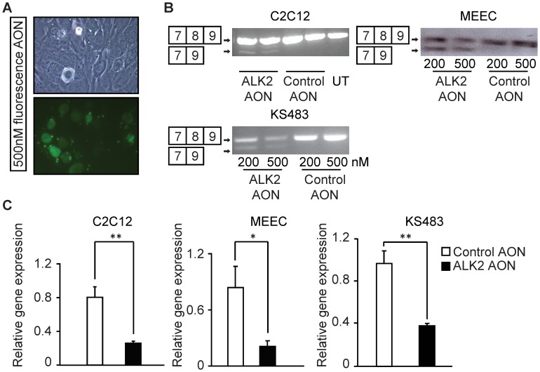 Figure 2