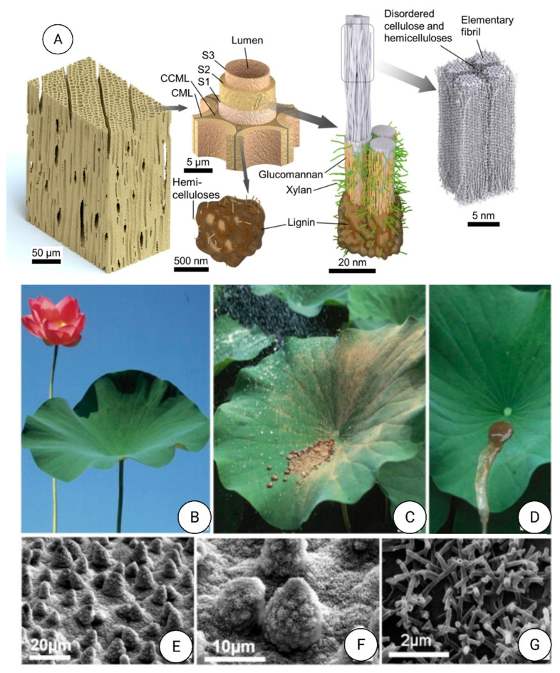 Figure 19