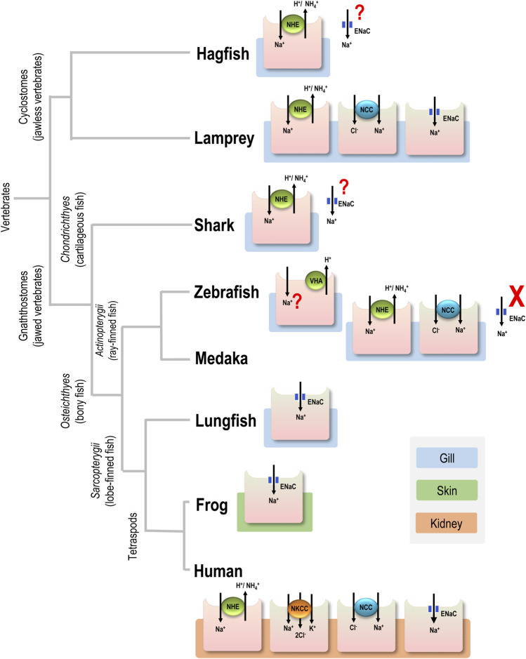 FIGURE 1