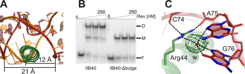 Figure 3—figure supplement 2.