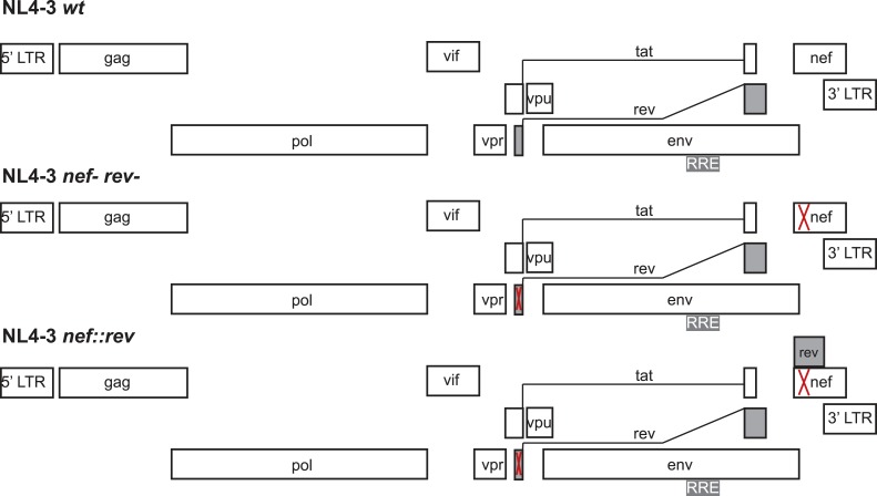 Figure 4—figure supplement 2.