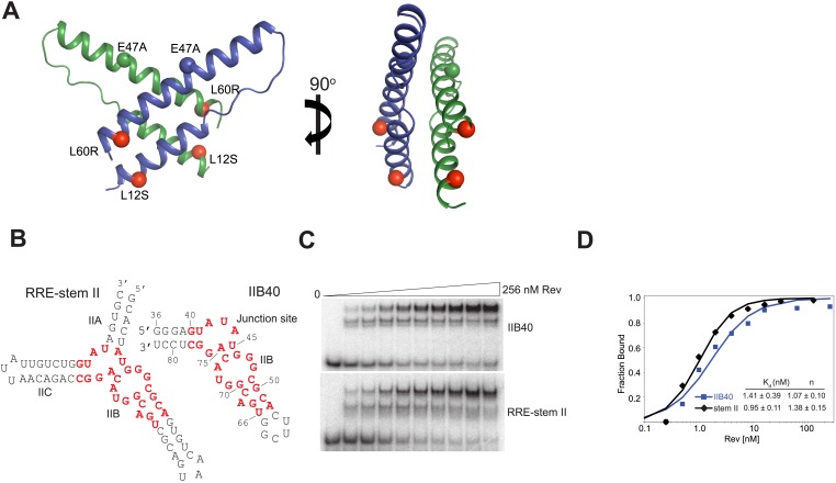 Figure 1—figure supplement 1.