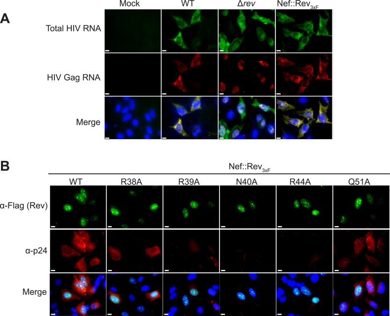 Figure 4—figure supplement 3.