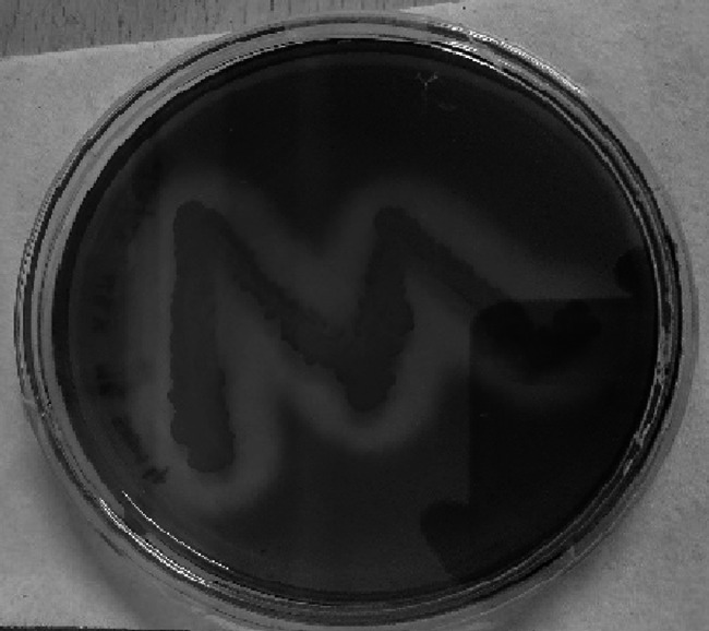 Fig. 6