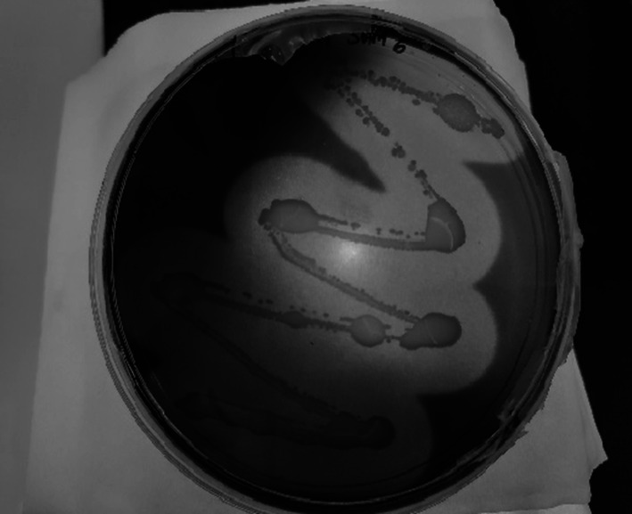 Fig. 5
