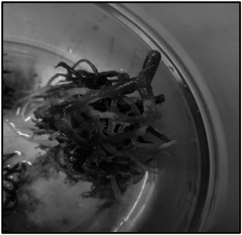 Fig. 3