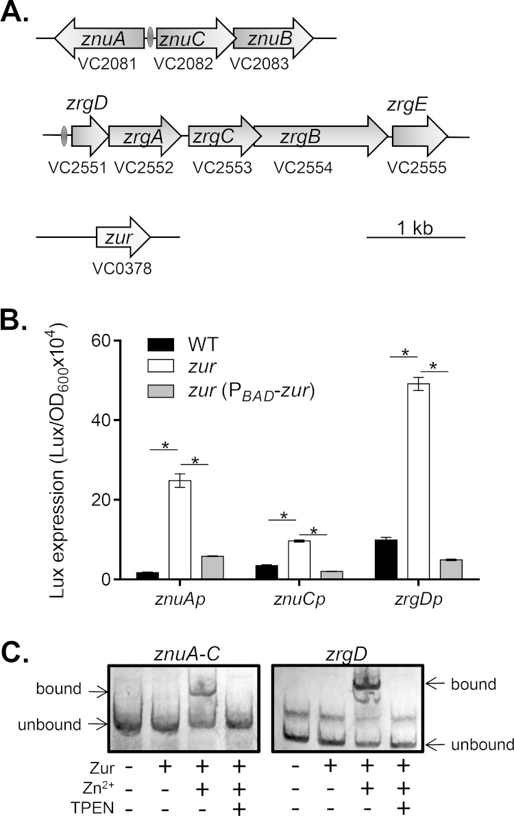 FIG 1