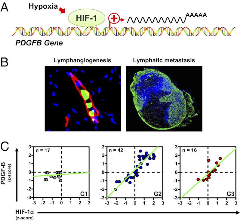 Fig. P1.