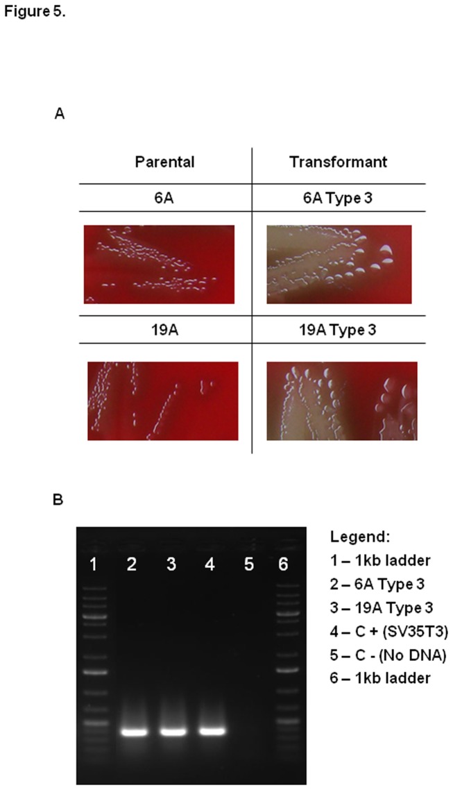 Figure 5