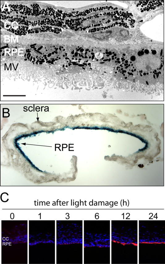 Figure 6.