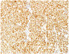 Image 22.