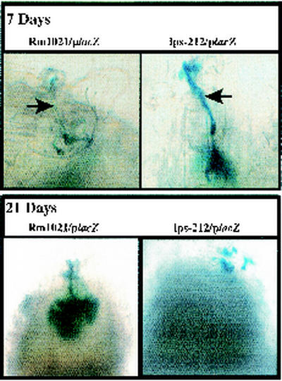 FIG. 6.