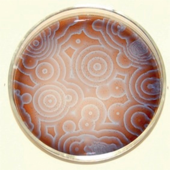 Figure 3.