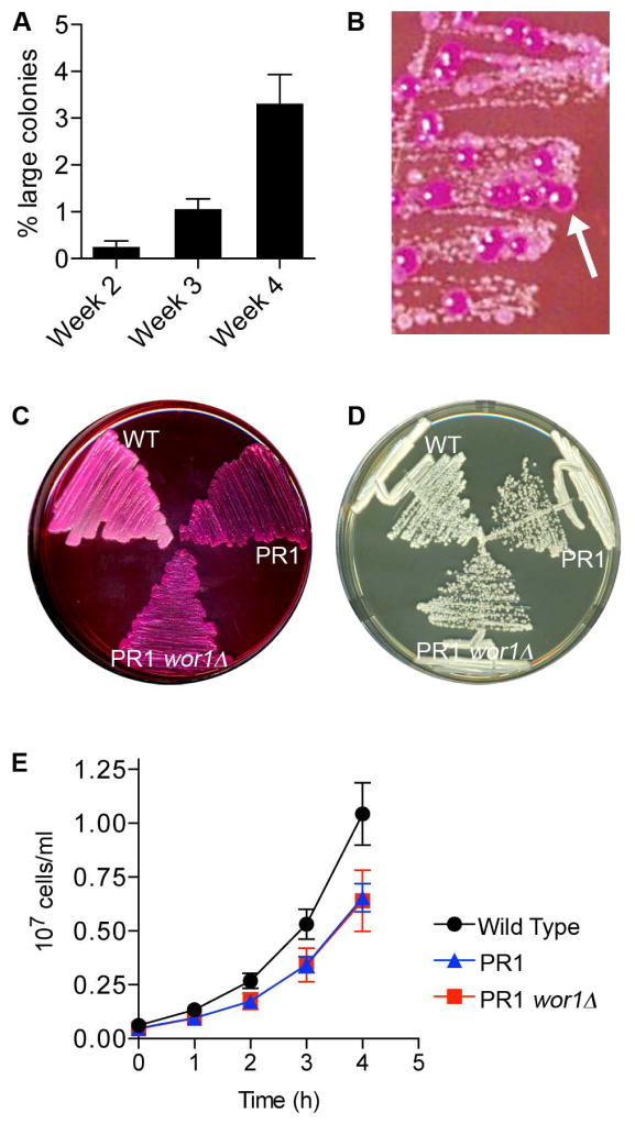 Figure 7