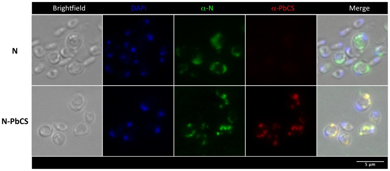 Figure 5