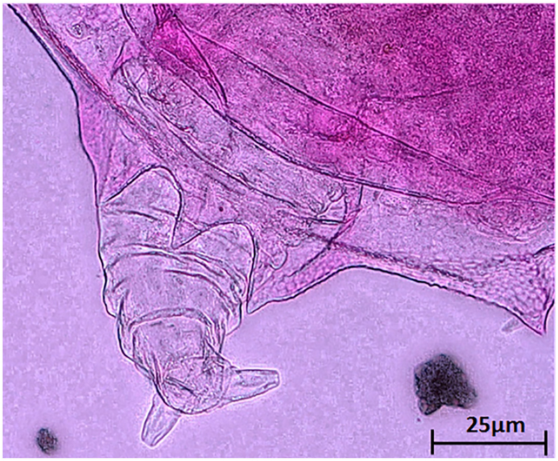 Fig. 5.