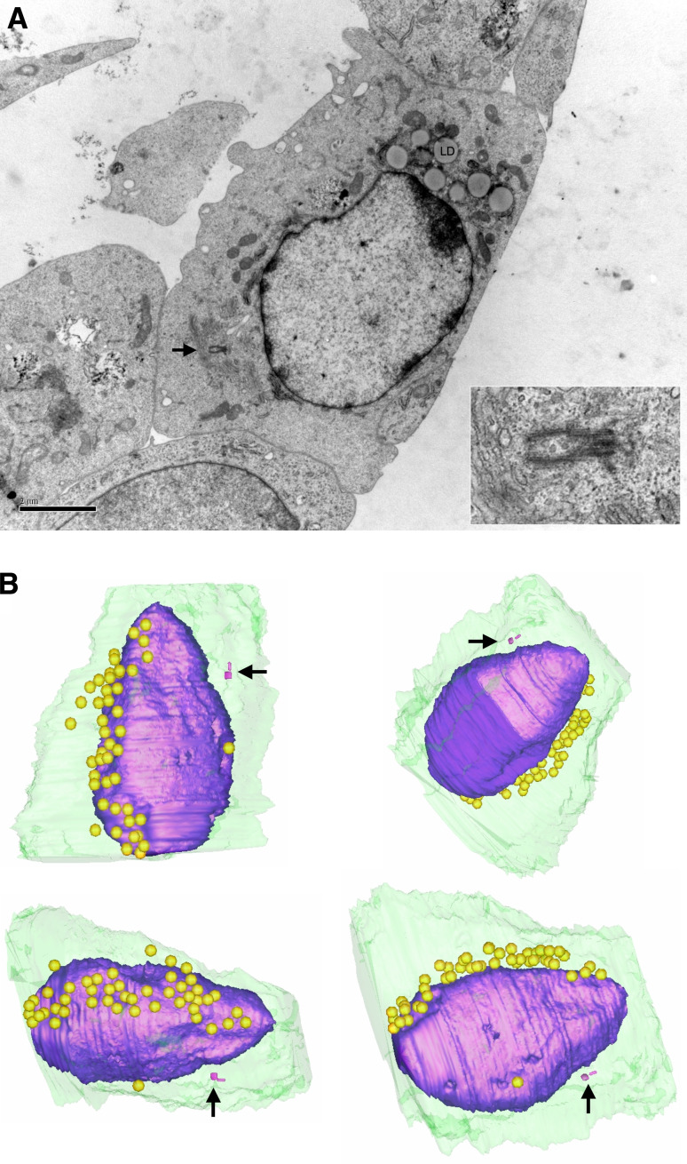 Fig. 5