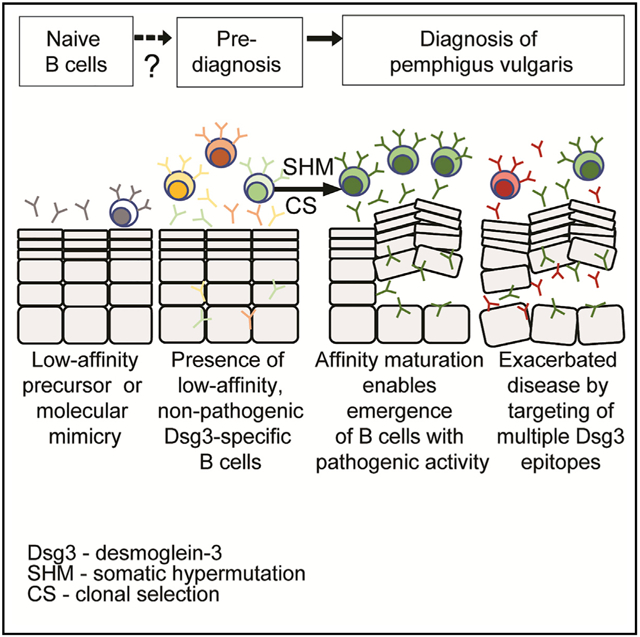 graphic file with name nihms-1535565-f0001.jpg