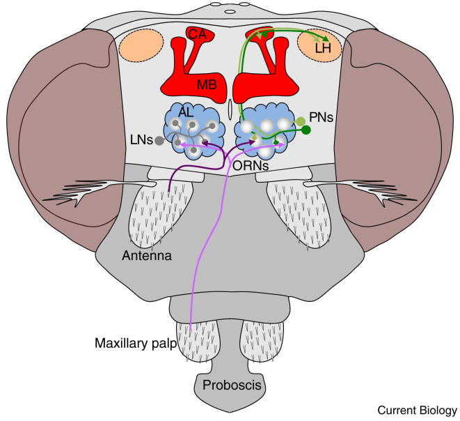 Figure 1