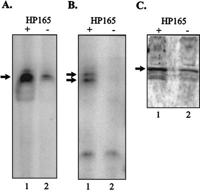 FIG. 6.