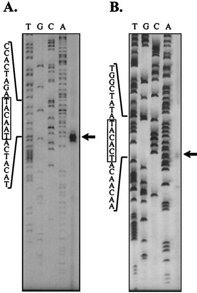 FIG. 4.