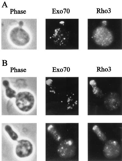 FIG. 5