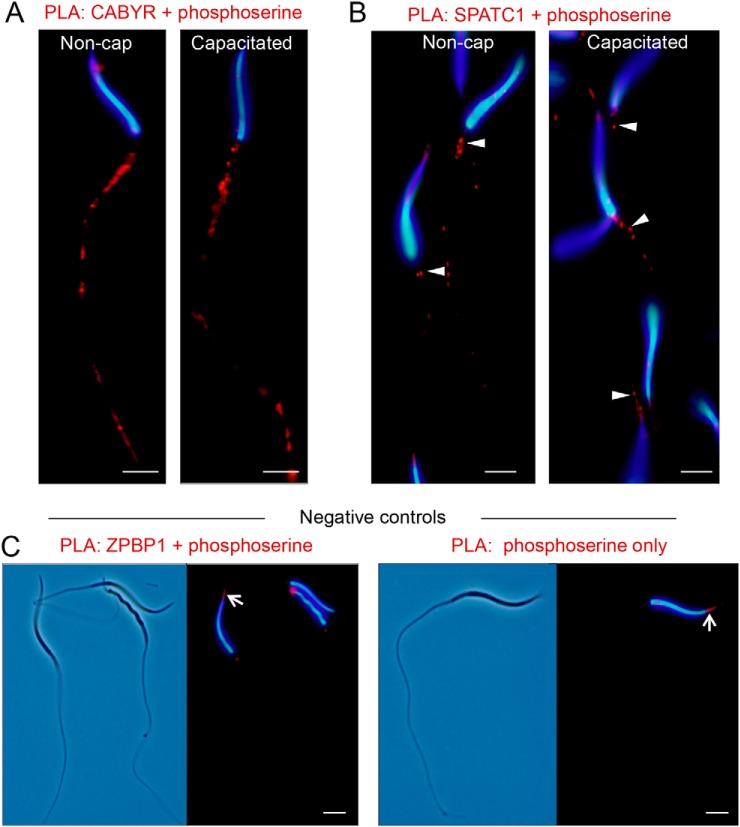 Fig. 9.