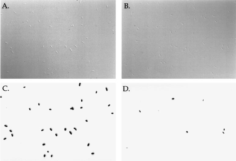 Gene expression from plasmids containing the araBAD promoter at ...