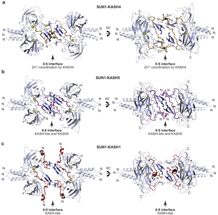 Figure 3—figure supplement 1.