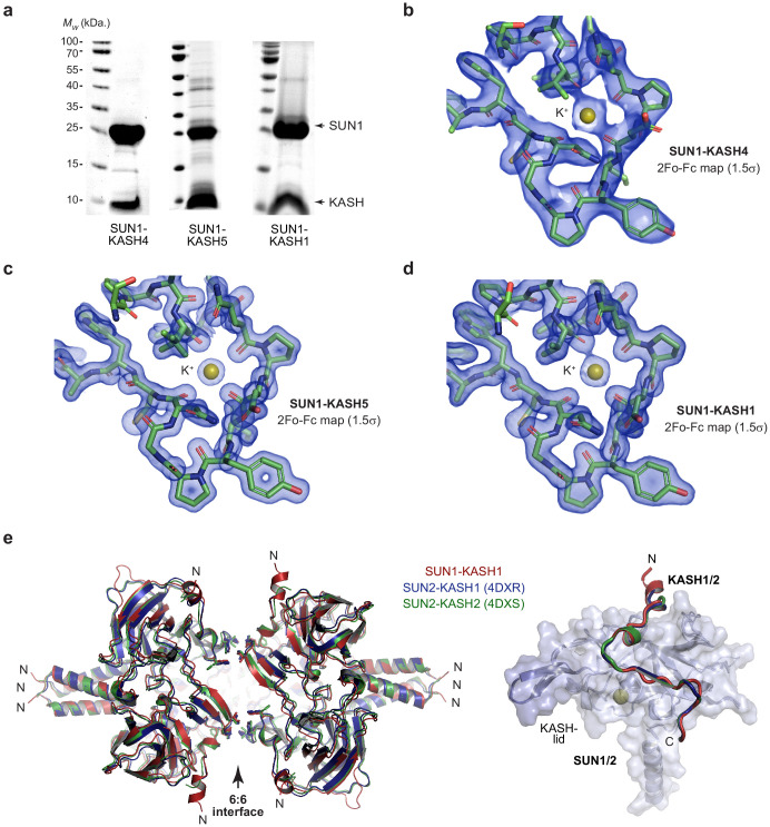 Figure 1—figure supplement 1.