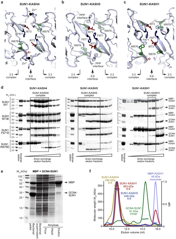 Figure 4—figure supplement 1.