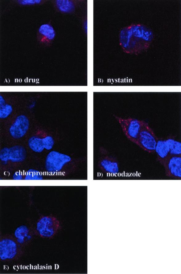 FIG. 7.