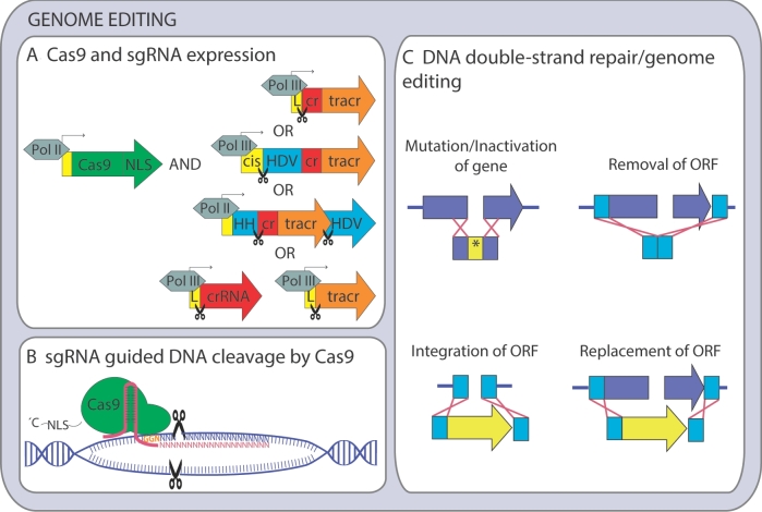 Figure 1.